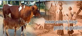 Animal development department
