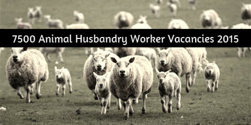 7500 AHW Vacancies 2015