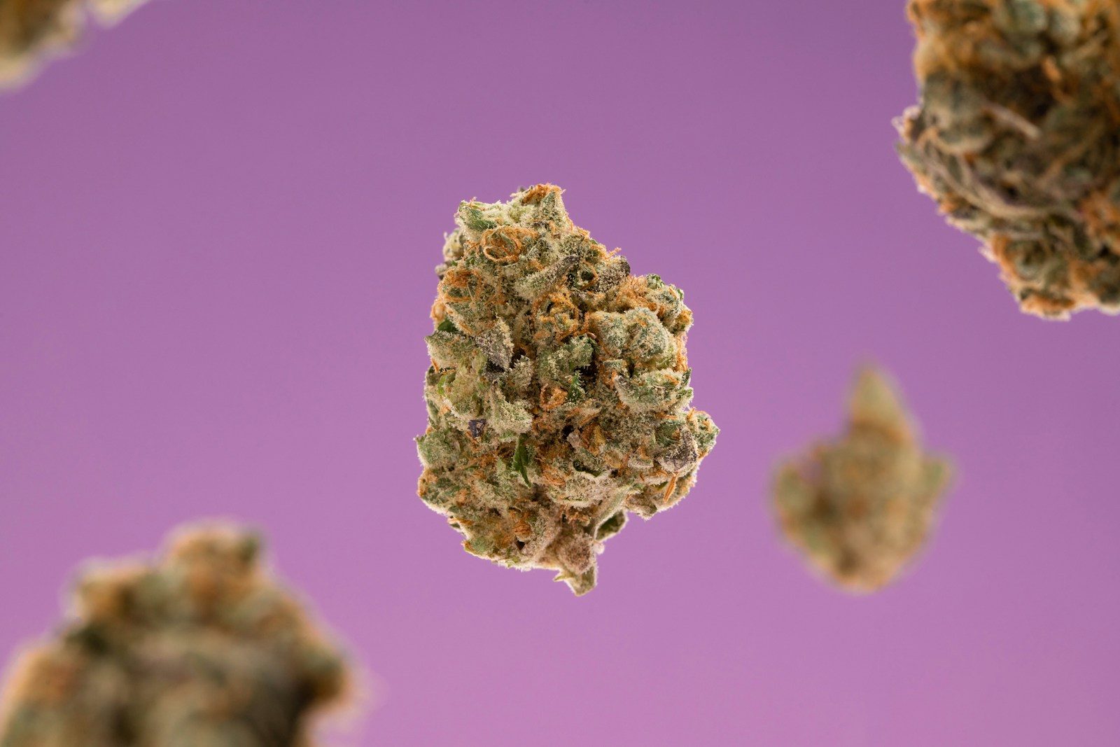 a close up of a bunch of weed on a purple background